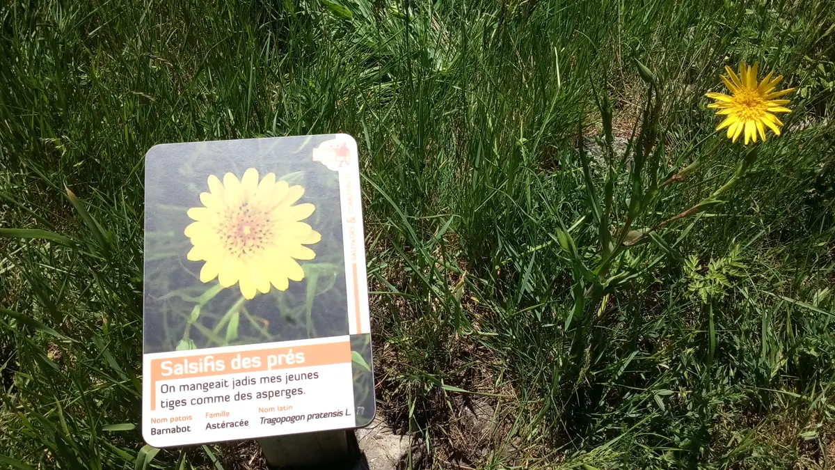 Panneau plantes comestibles