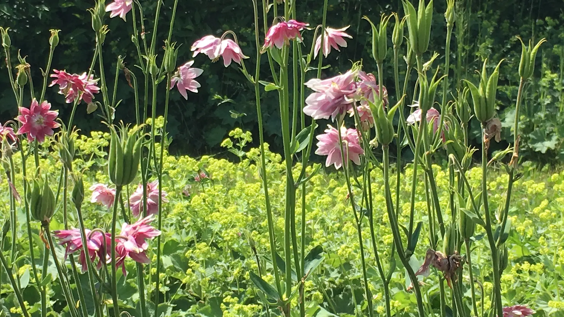 jardins_de_montagne_haberelullin