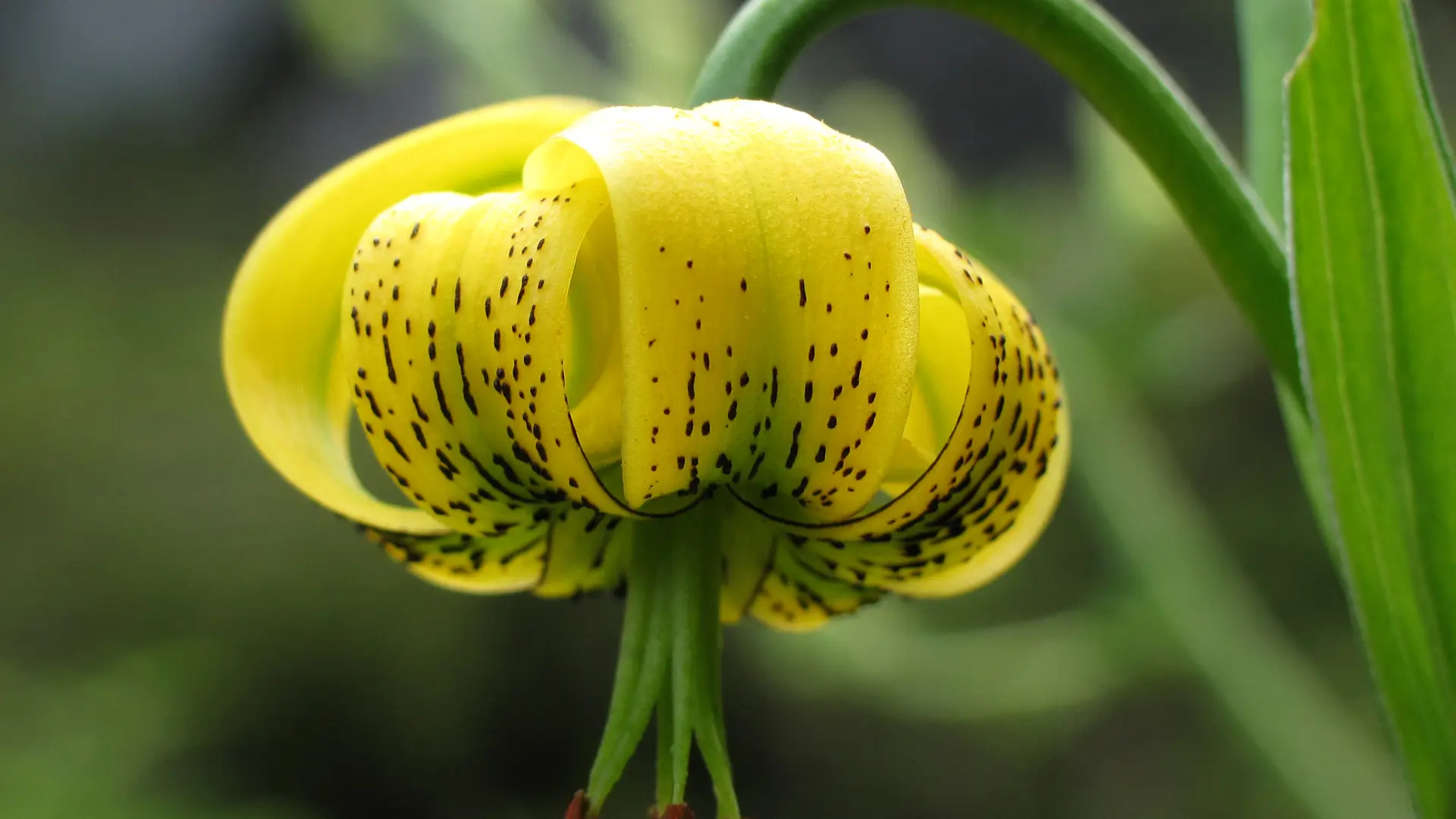 Lys des Pyrénées