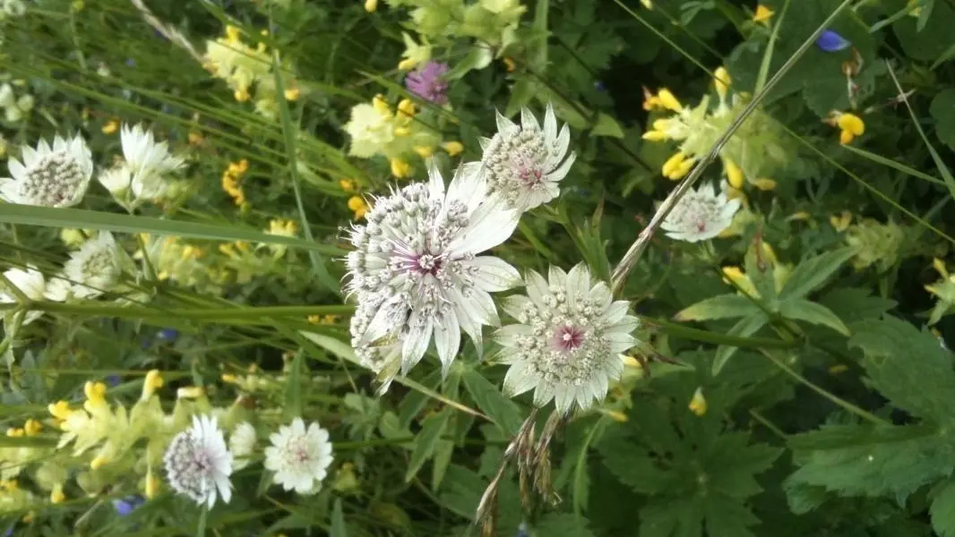 Grande Astrance près de La Grange aux mésanges