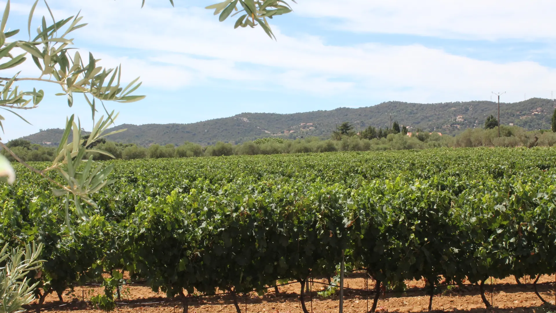 Vignoble du domaine des Myrtes