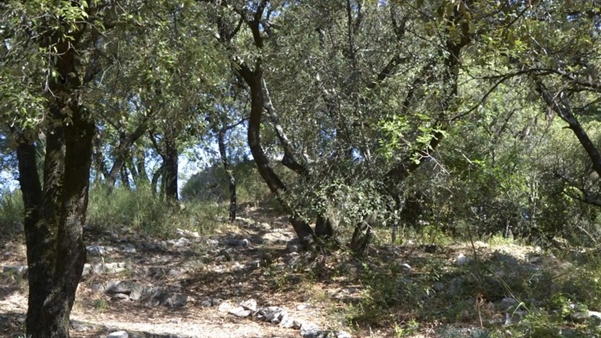 Le sentier à l'ombre des chênes