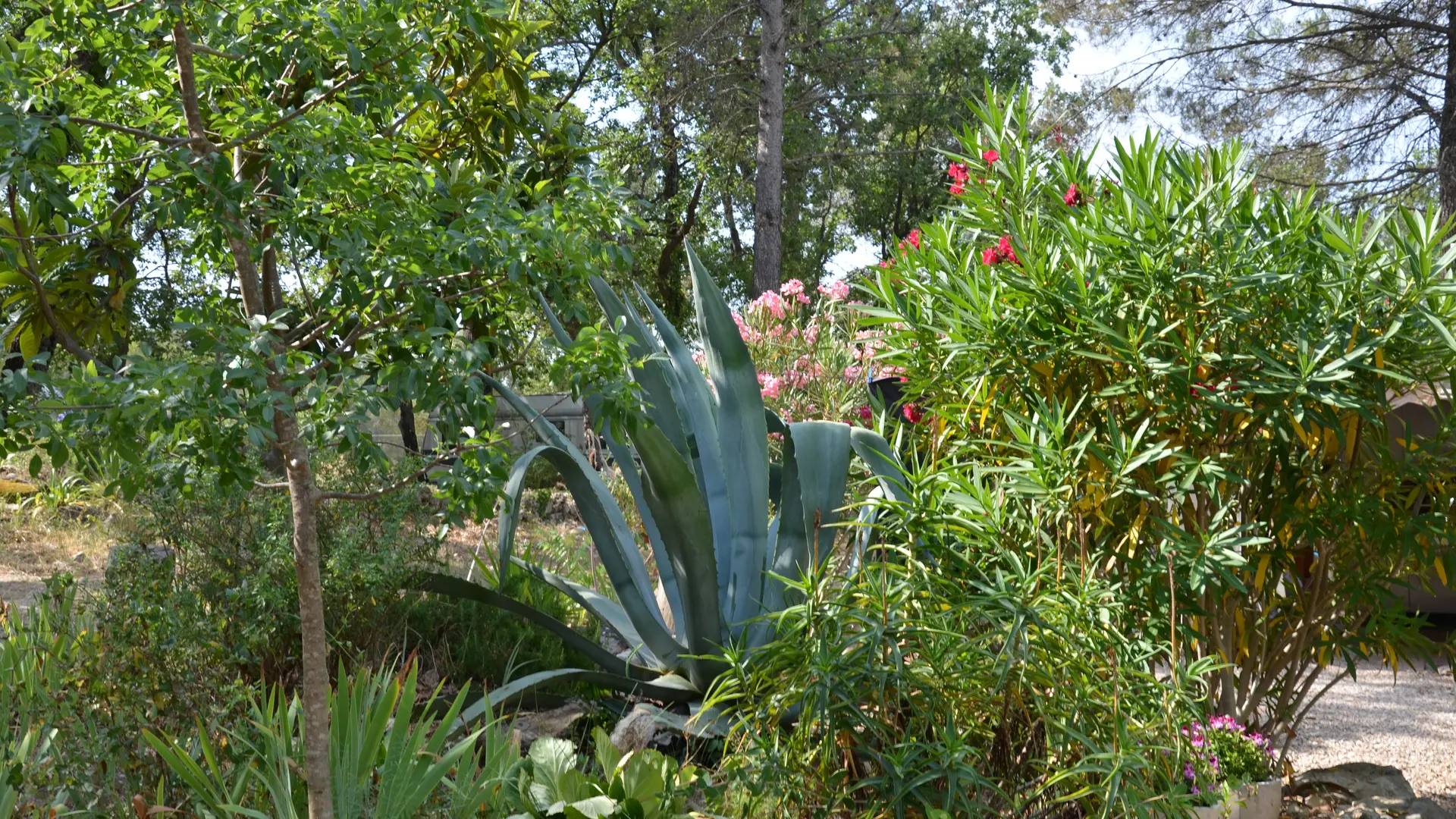 Vegetation Haute Garduere