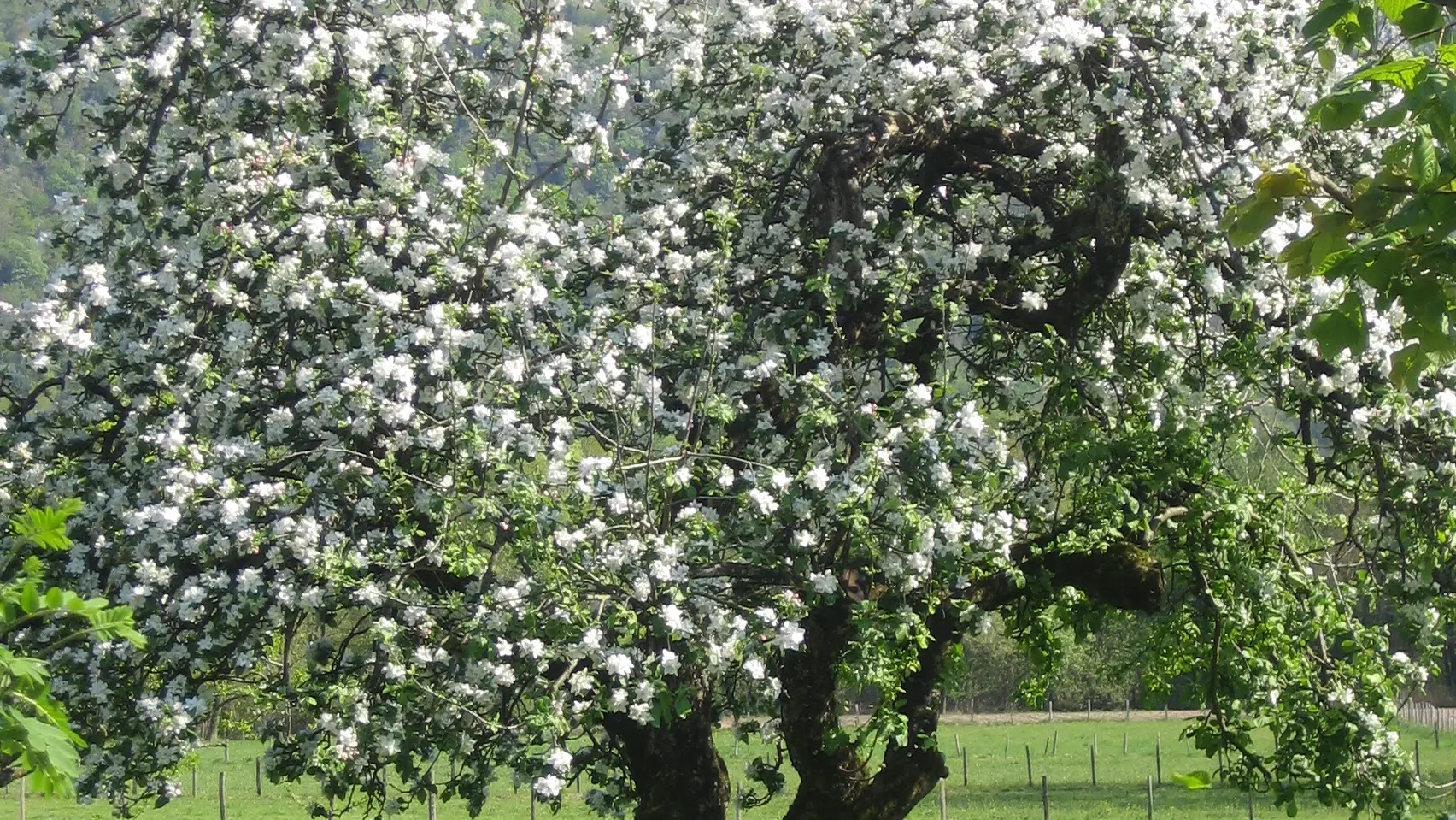 Pommier au printemps