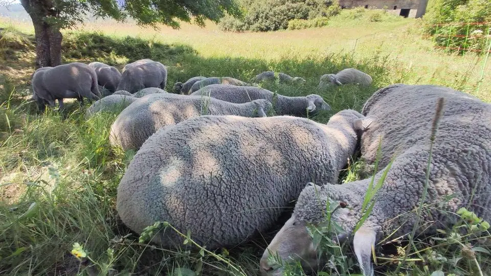 Rando-transhumance Arthur et ses brebis