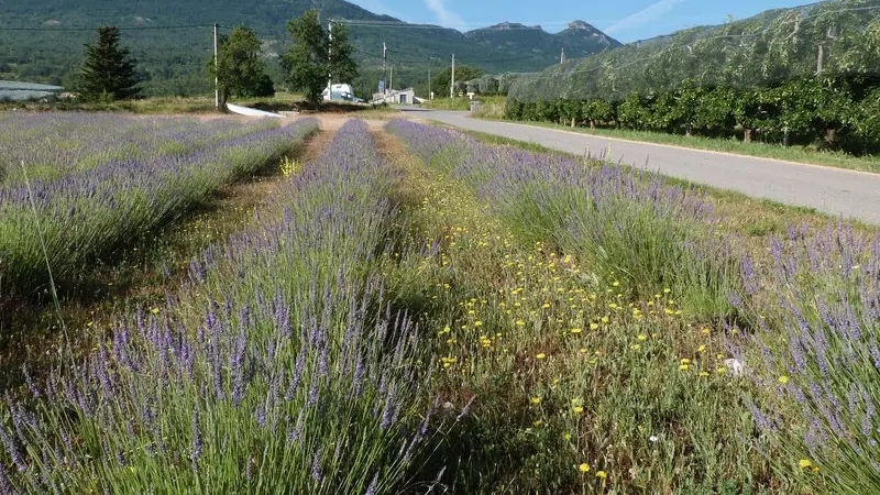 Entre lavandes et champs de pommiers