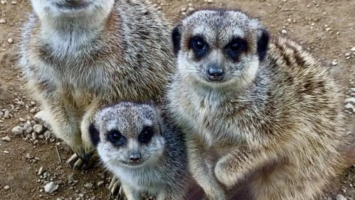 Les Suricates au Jardin Zoologique Tropical à La Londe les Maures