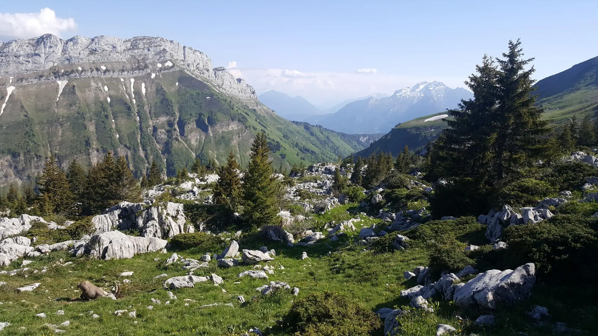 Sur les sommets du Plateau en été