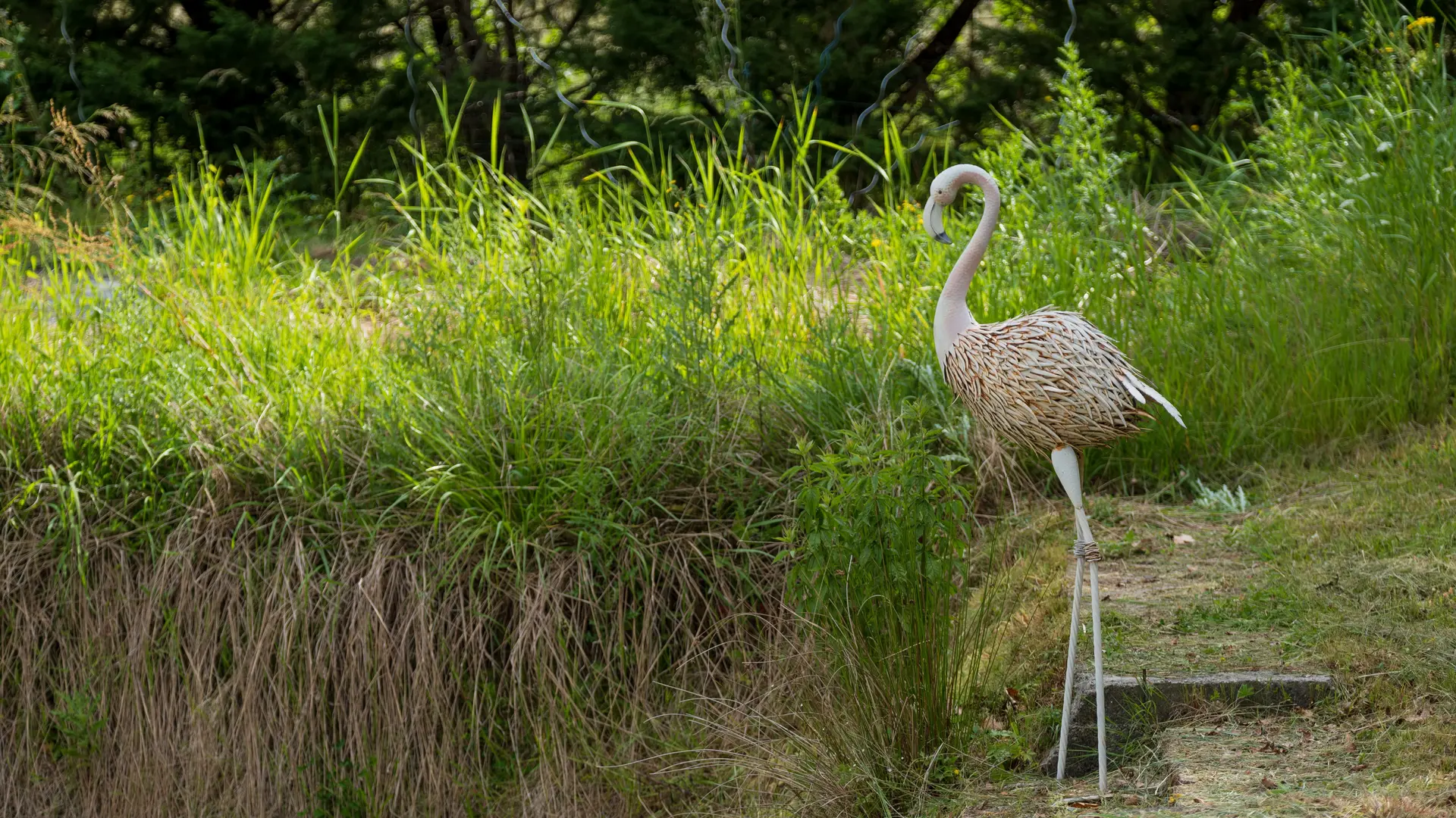 Le gardien de la mare !