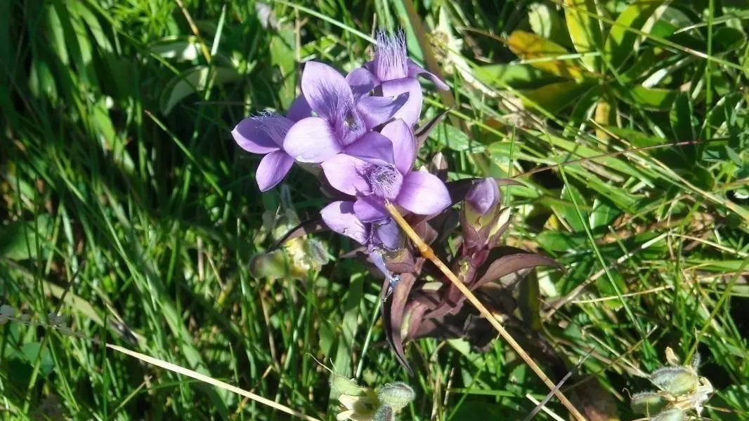 Gentiane de montagne au Grand Massif et jardin alpestre de la Jaÿsinia à 4 km : 8000 plantes Réparties en 4500 espèces et variétés de montagne des 5 continents .