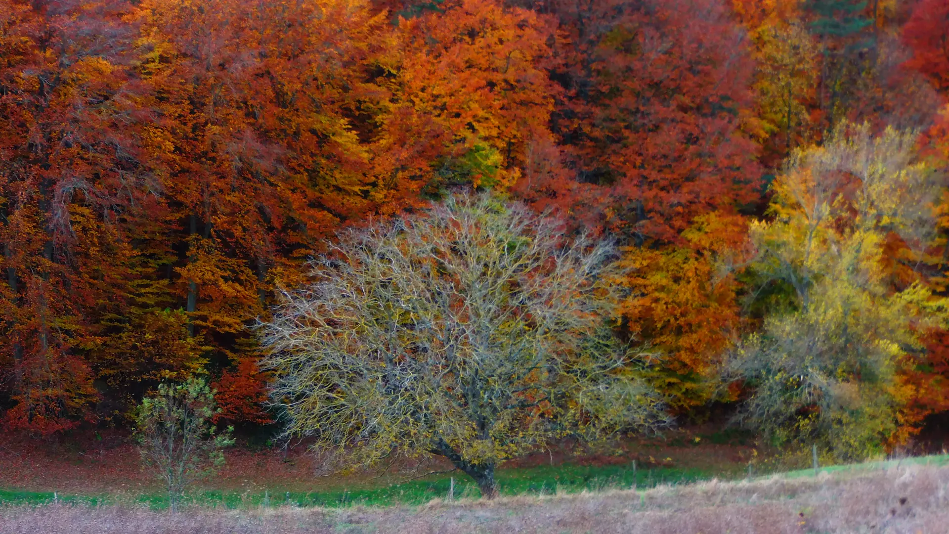 Le vallon face au gîte