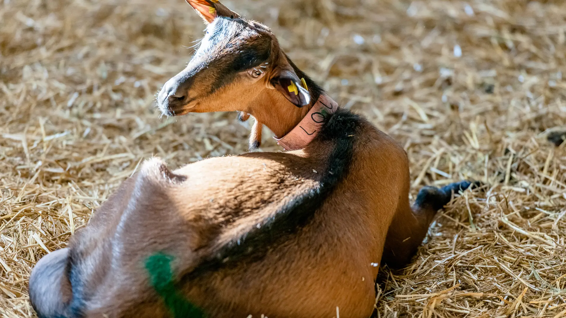 A herd of buff goats