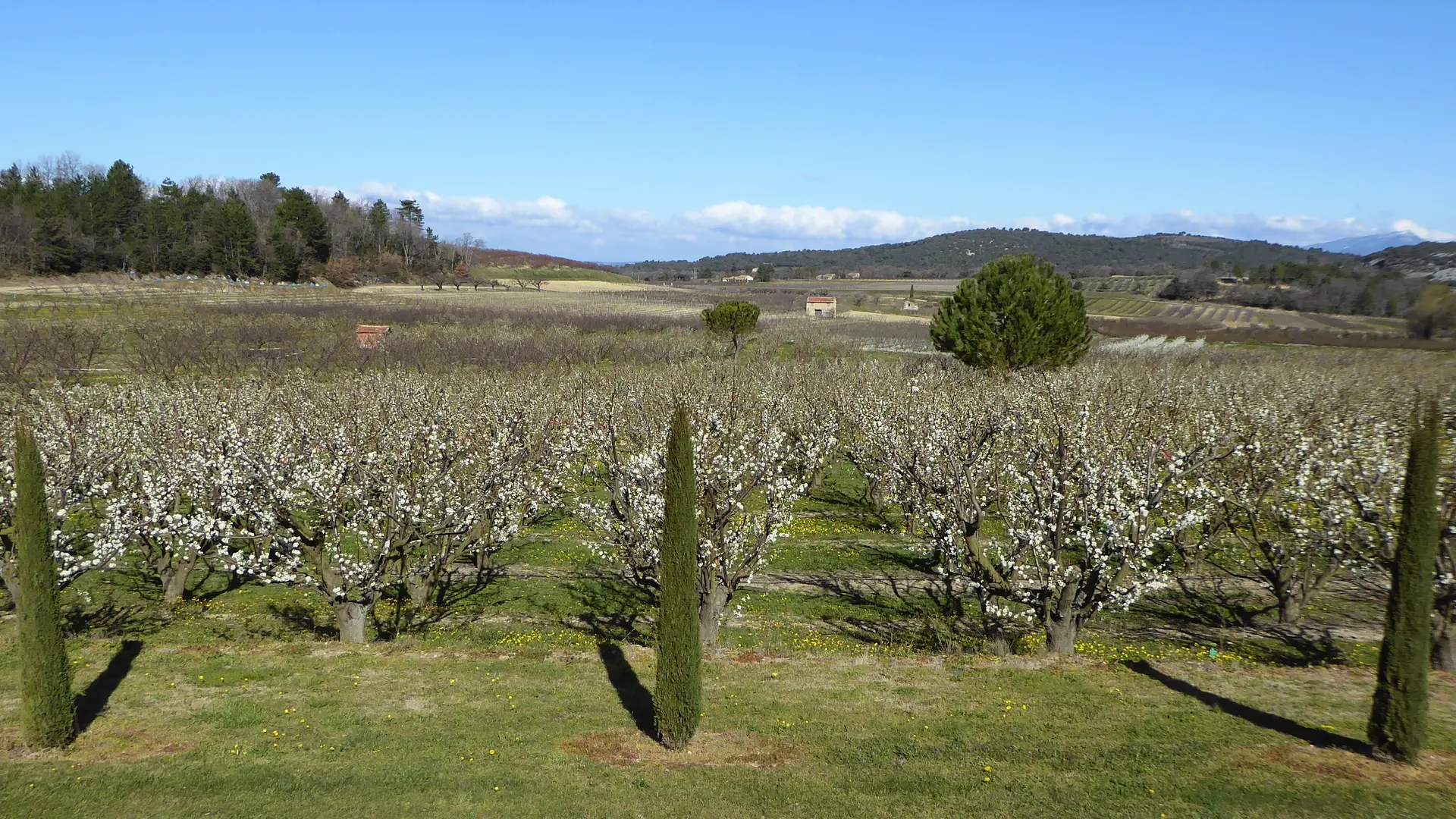 Vue sur la nature provençale