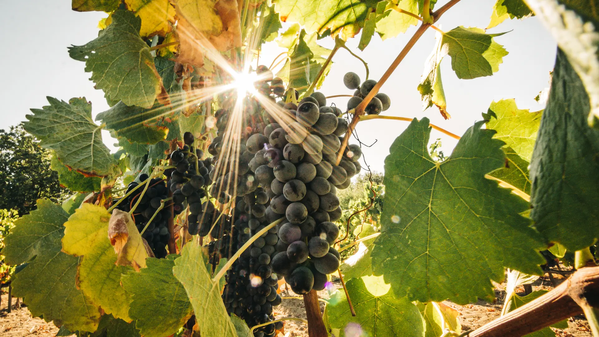 vignes terroir domaine de vin