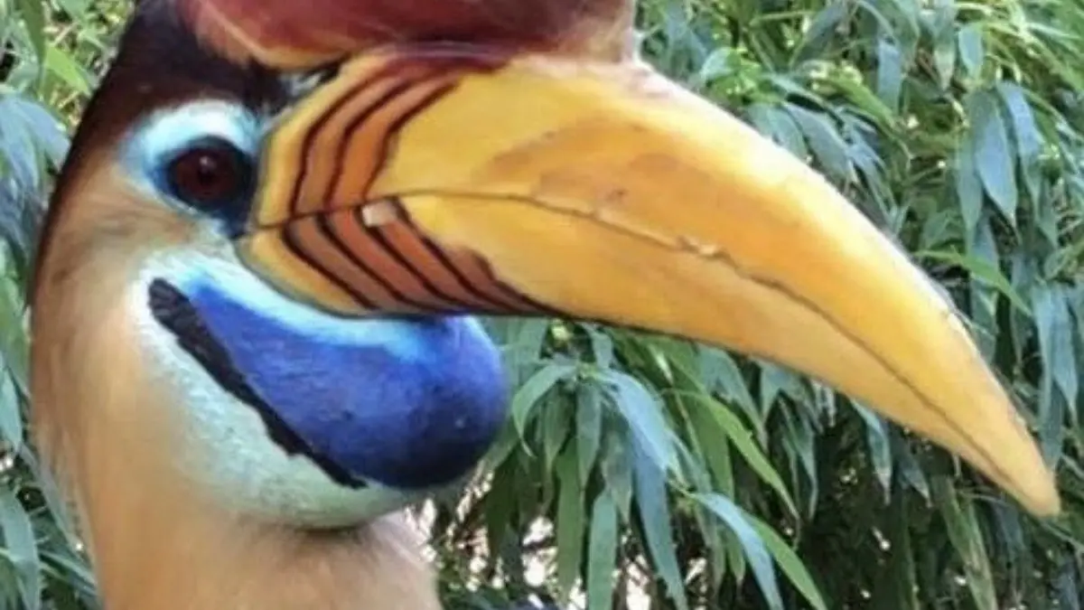 Calao des Célèbes au Jardin Zoologique Tropical à La Londe les Maures