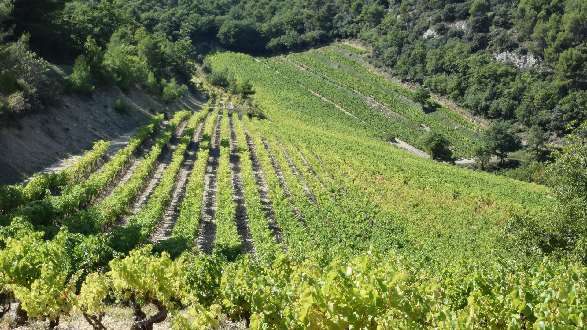 Vignes