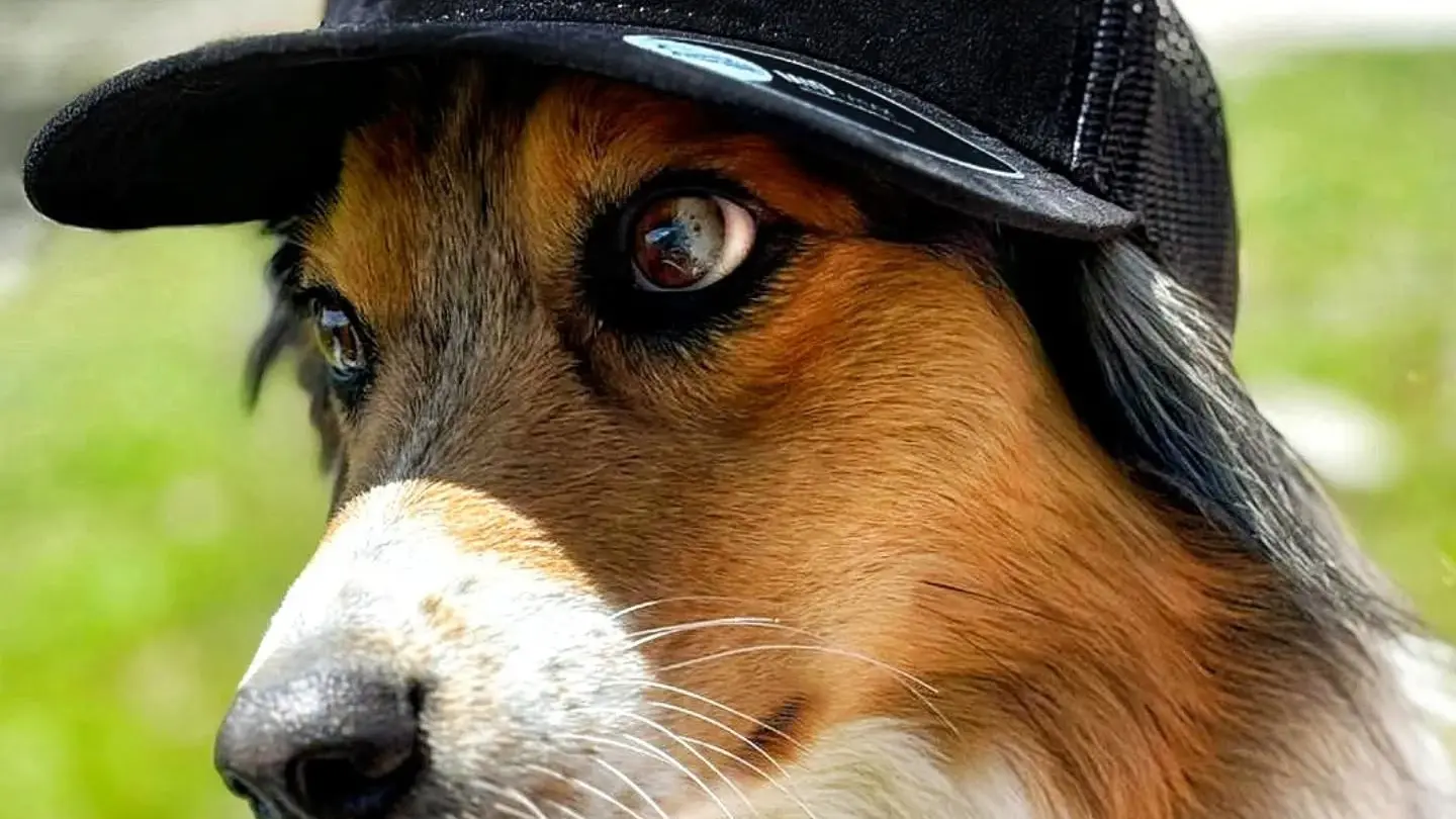 Chien avec casquette Val Dogs