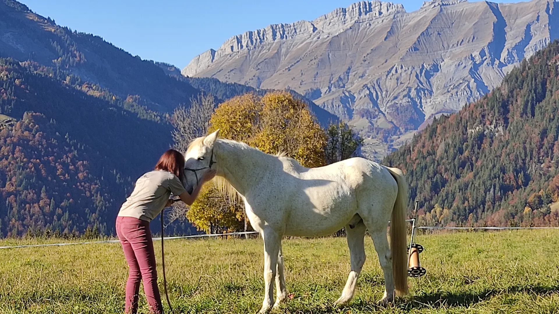 Approche du cheval