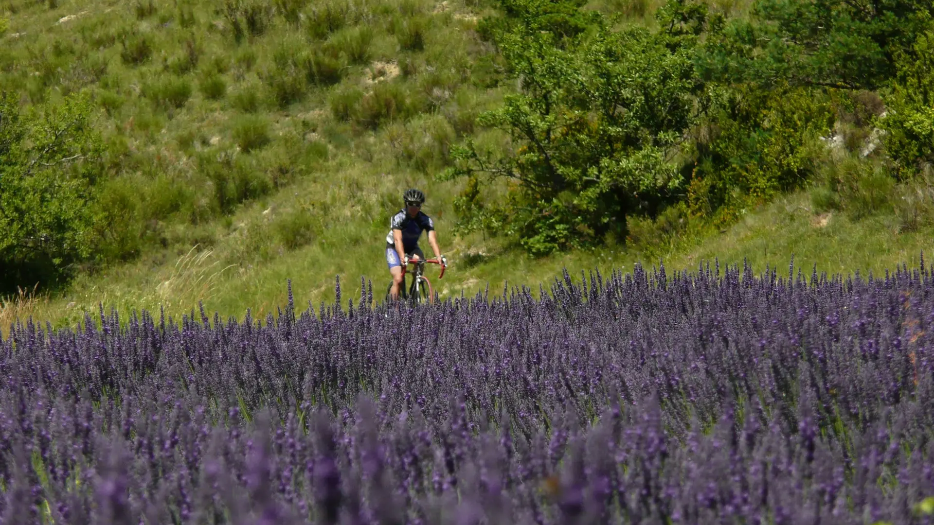 Passage dans les lavandes