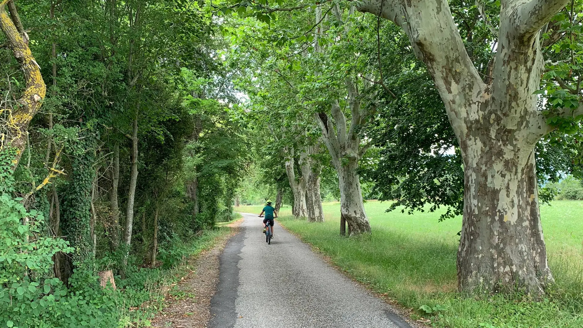 Chemin ombragé sur le plateau de Saint-Didier