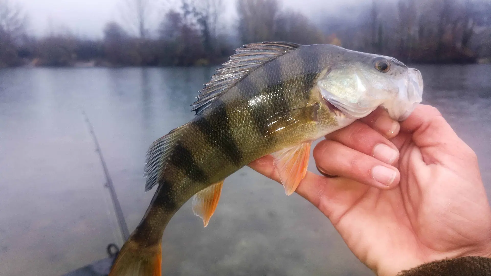 Éclosion pêche - Moniteur guide de pêche