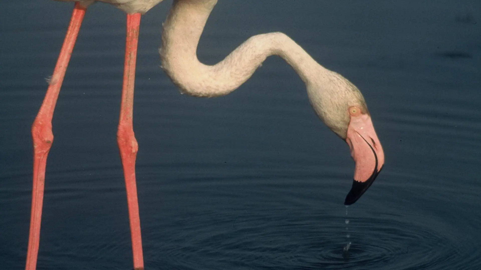 Flamant rose