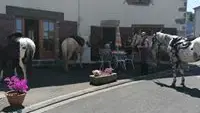 Nous accueillons aussi les chevaux