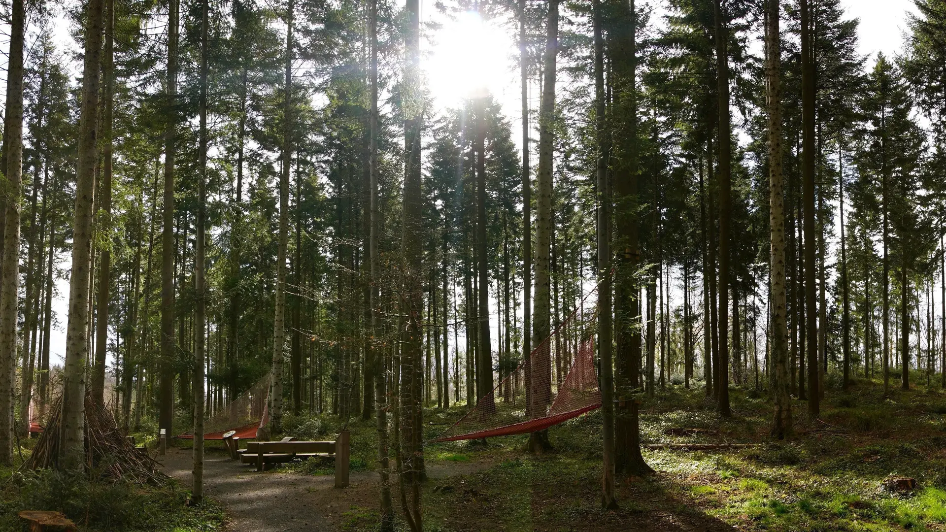 Forêt de la Comté