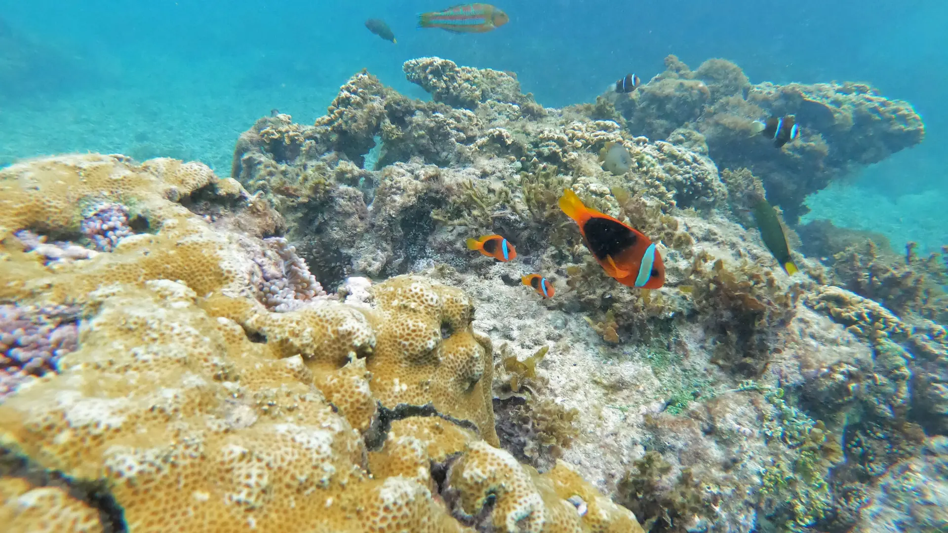 Snorkeling - Îlot Canard