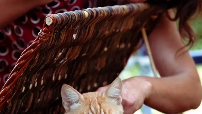 Chat
