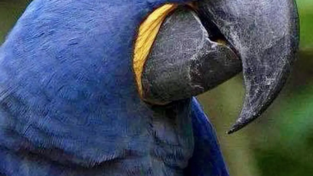 Les oiseaux au Jardin Zoologique Tropical à La Londe les Maures