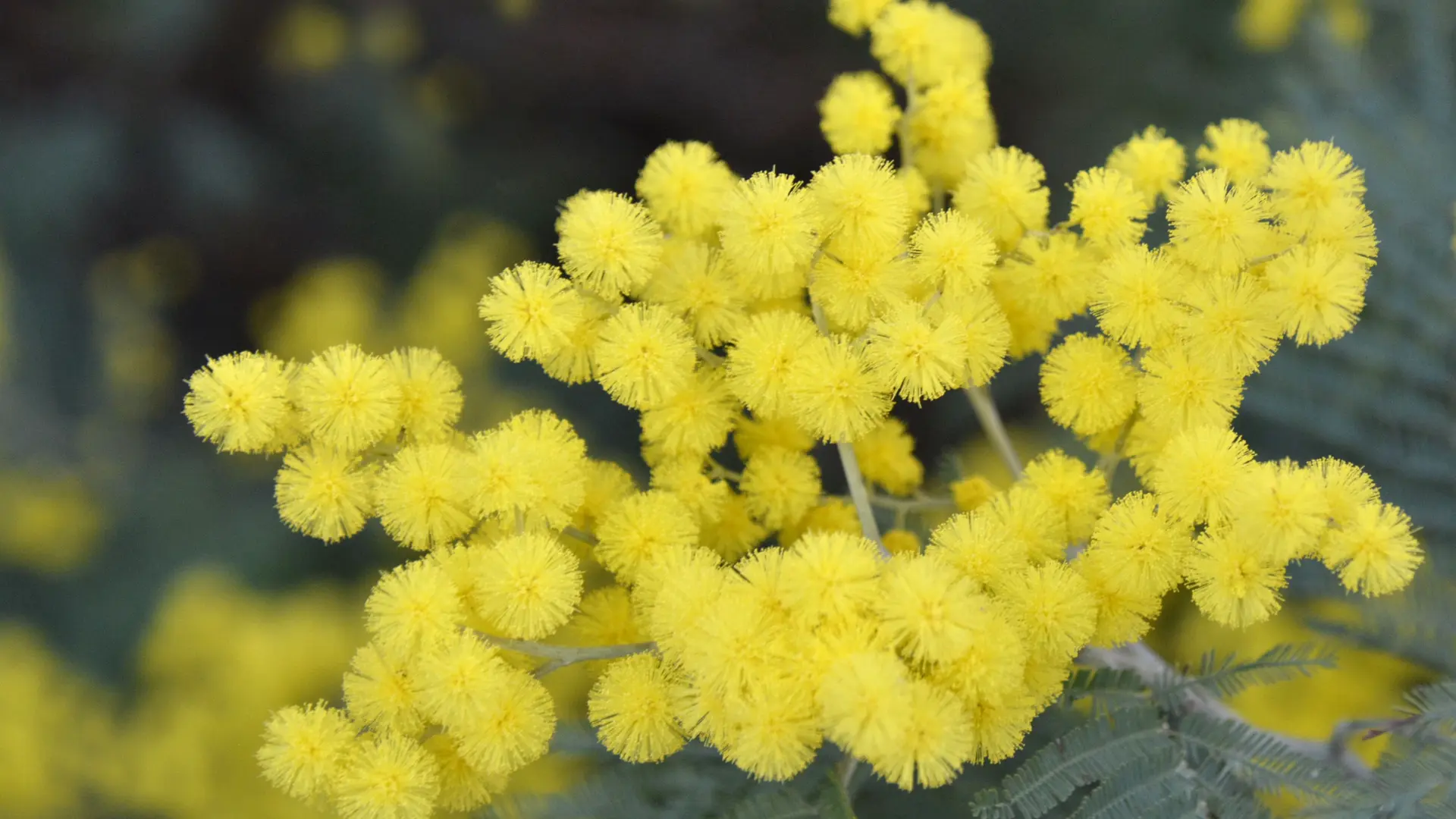 mimosa
