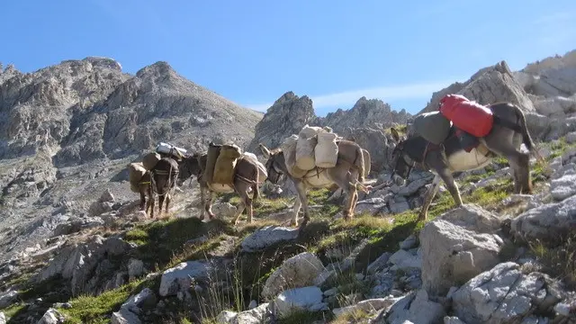 Accompagnateur randonnée ânes Ceillac