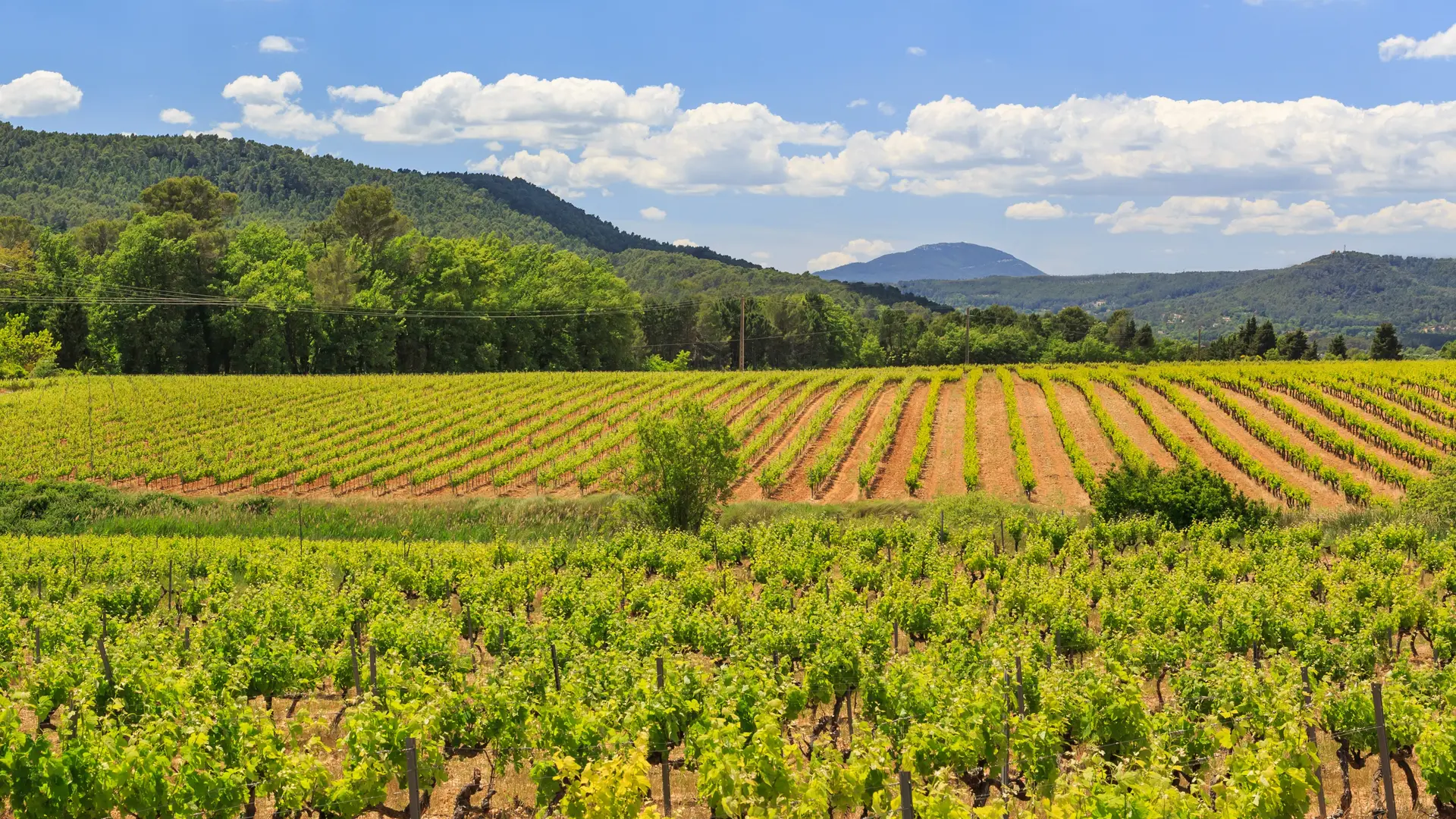 Vue sur les vignes