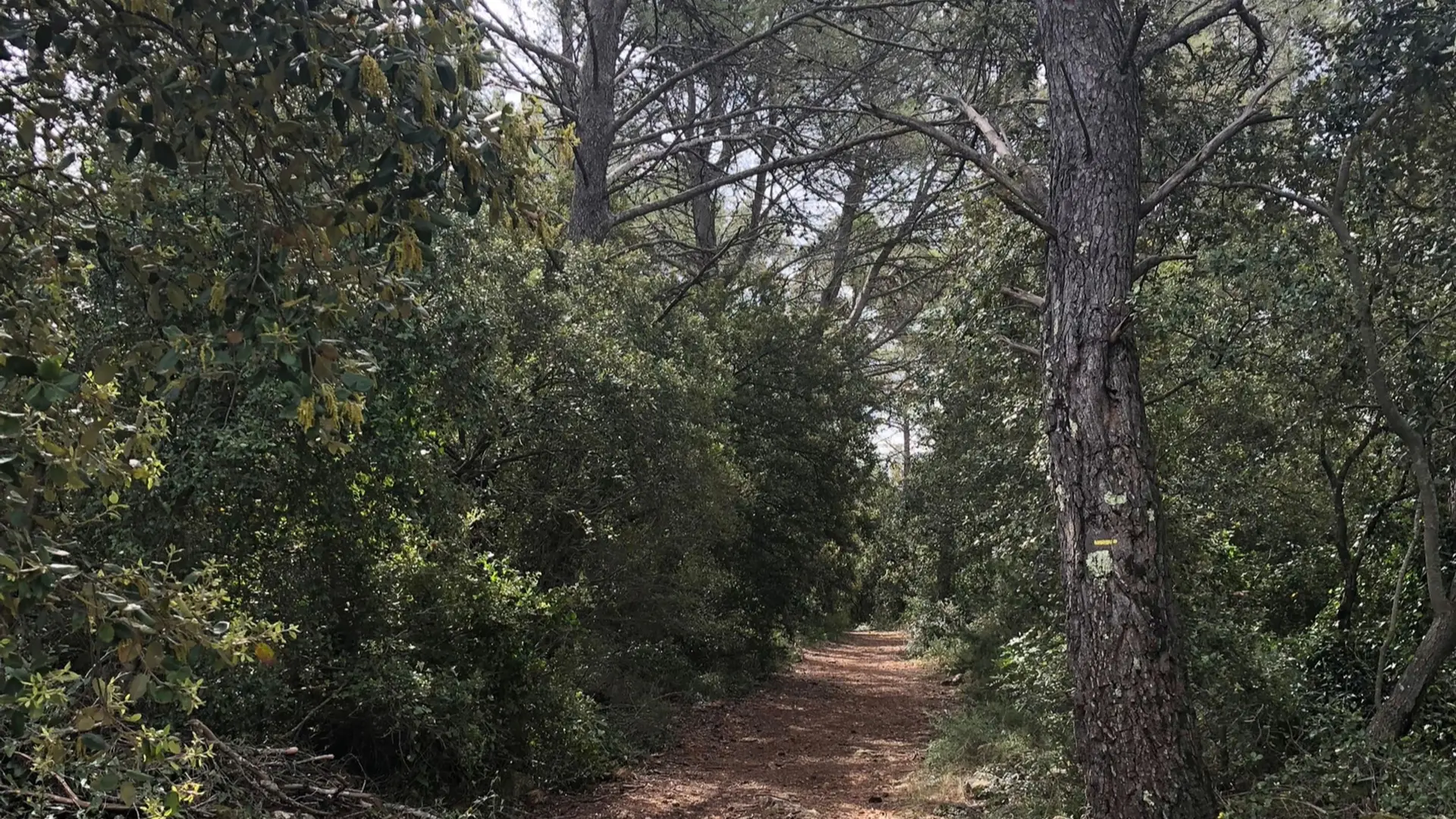 Sentier entouré de végétation dans une ambiance forestière