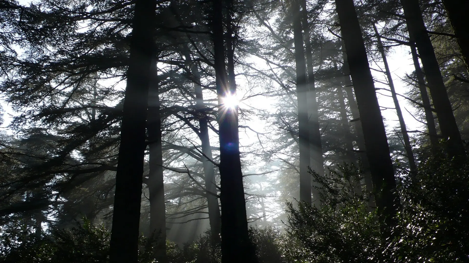 Forêt des cèdres du Petit Luberon