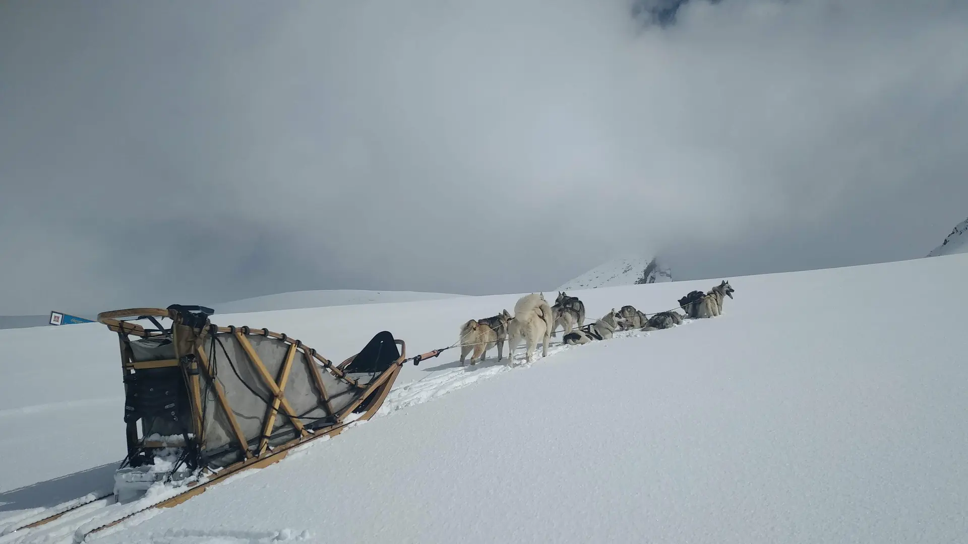 Chiens au refuge Agnel