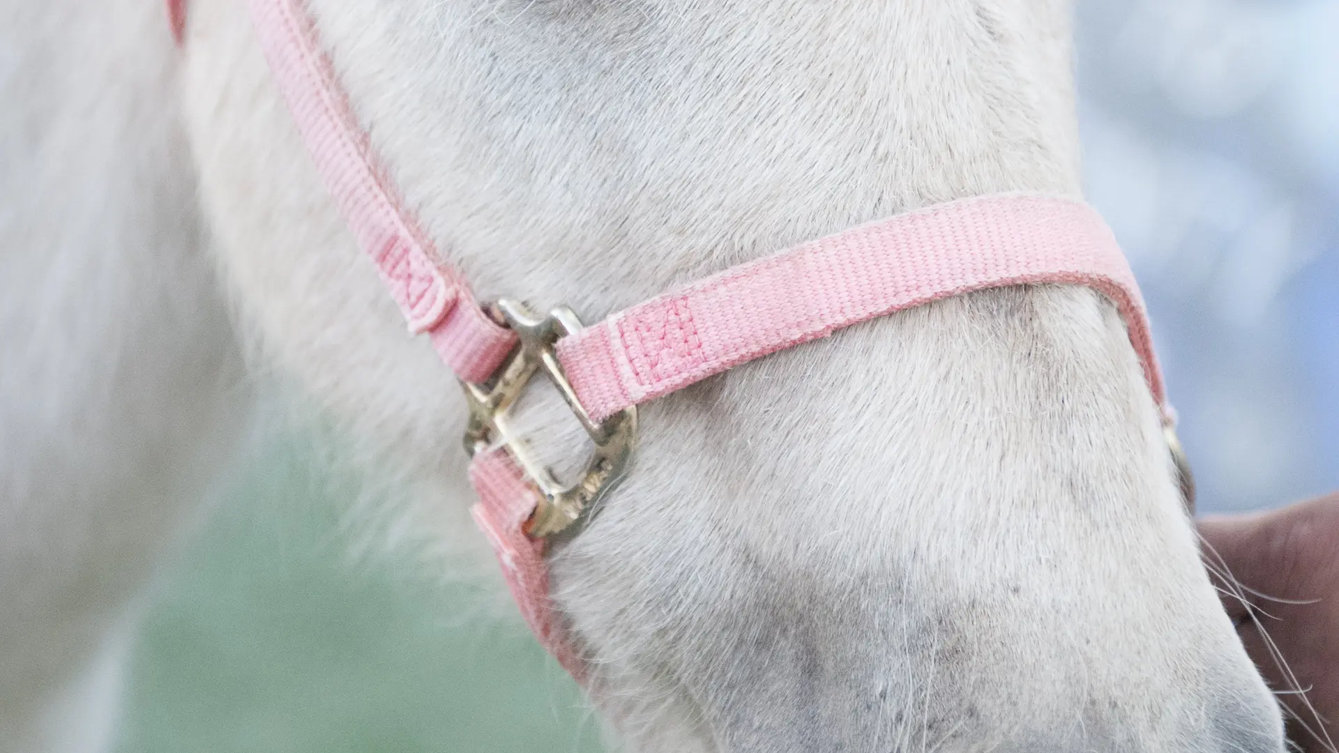 Stage d'équitation vacances de Printemps - Centre Hippique d'Arbignieu_Arboys en Bugey