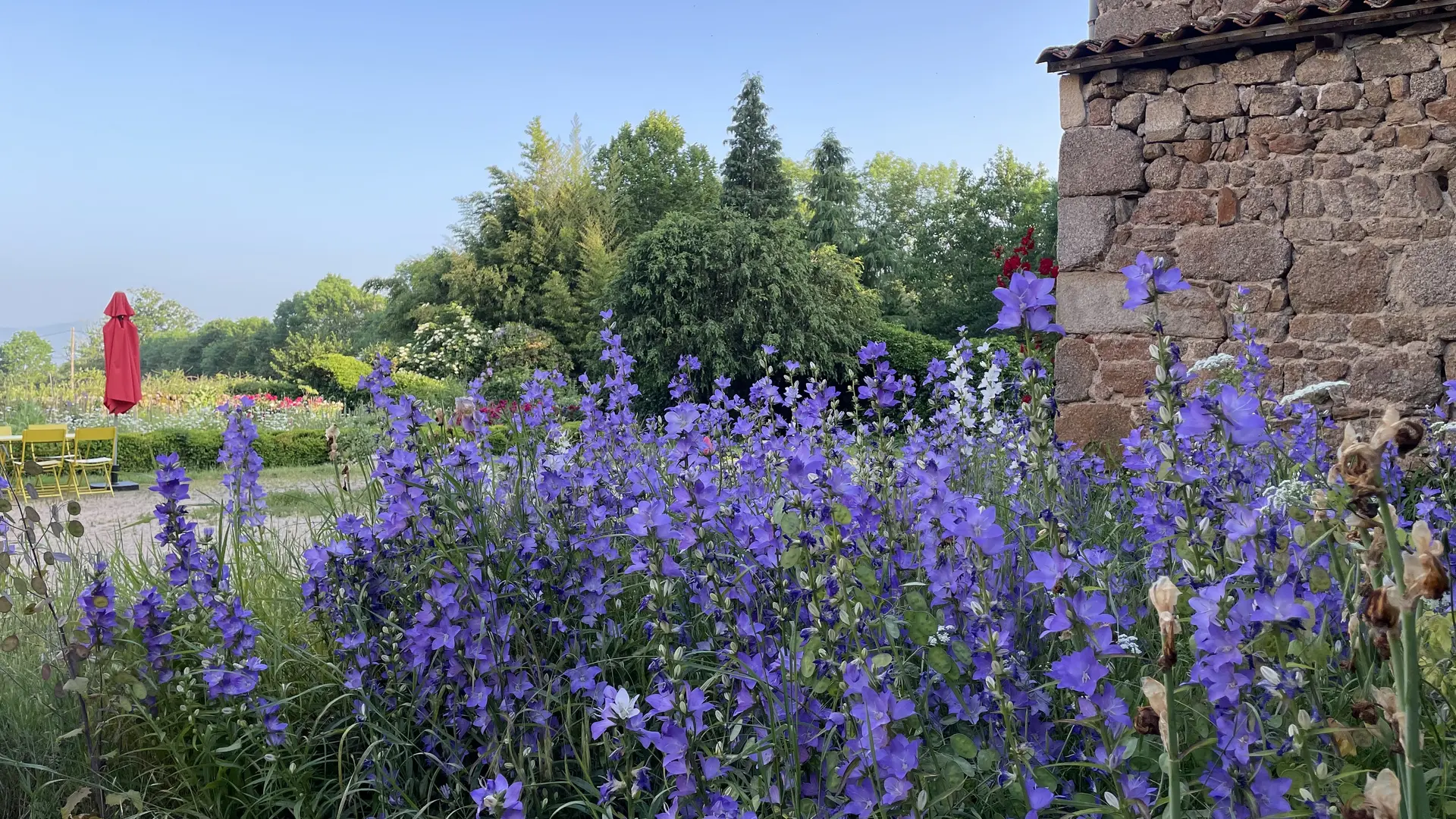 début d'été, les campanules explosent