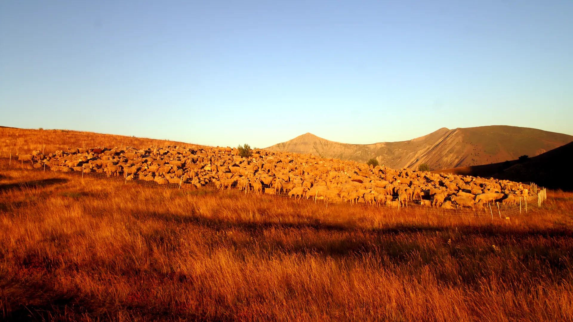 Massif_des_Monges_troupeau