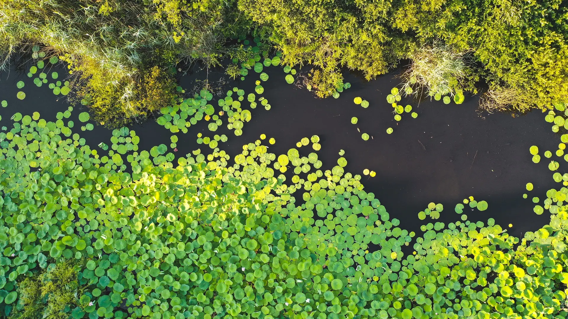 Vue aérienne étang de Fontmerle