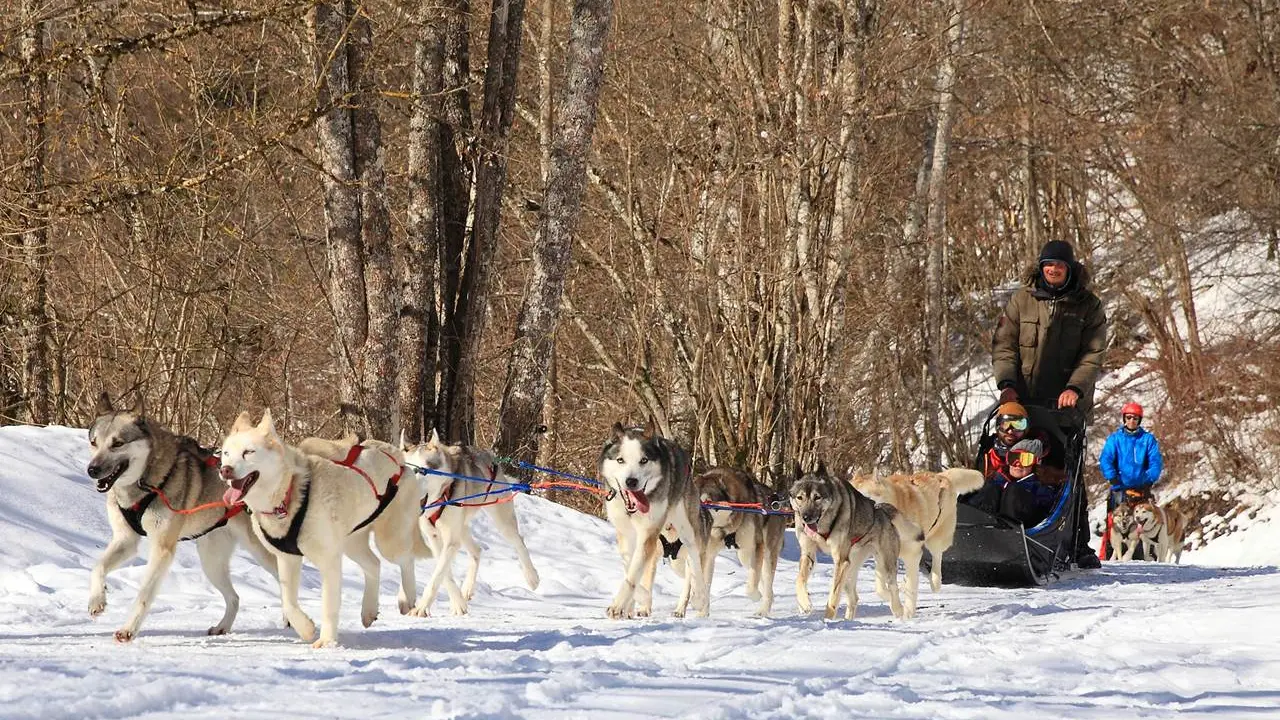 Baptême de chien de traineau