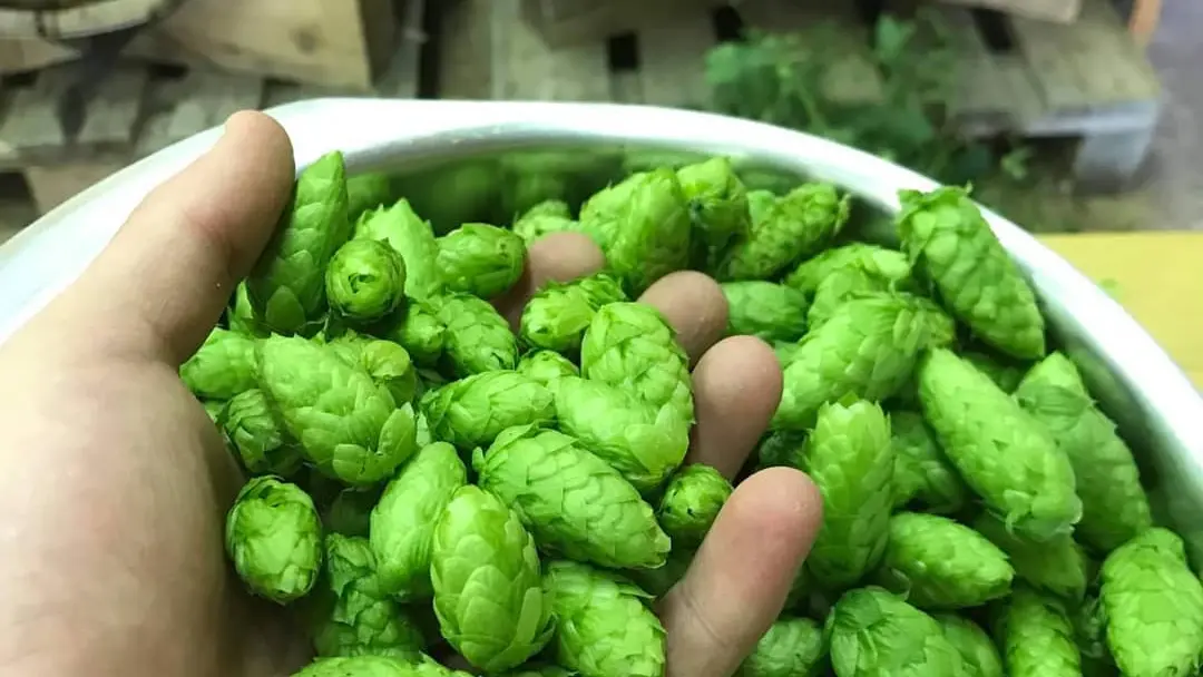 Fleurs de Houblon