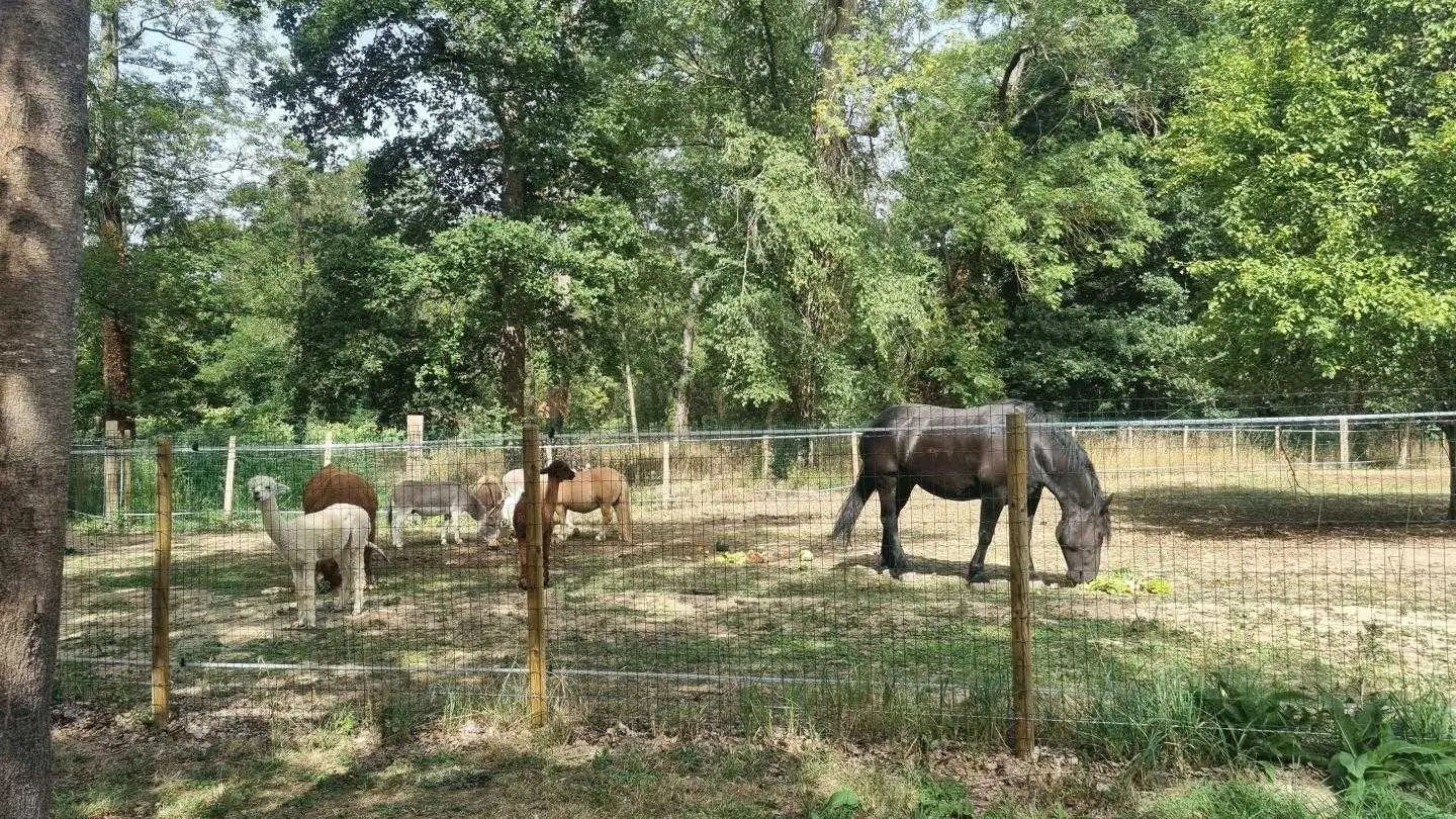 Les animaux de la mini-ferme (ânes , alpagas,taureaux Hihland,cochons,poneys, poules, oies, ...).