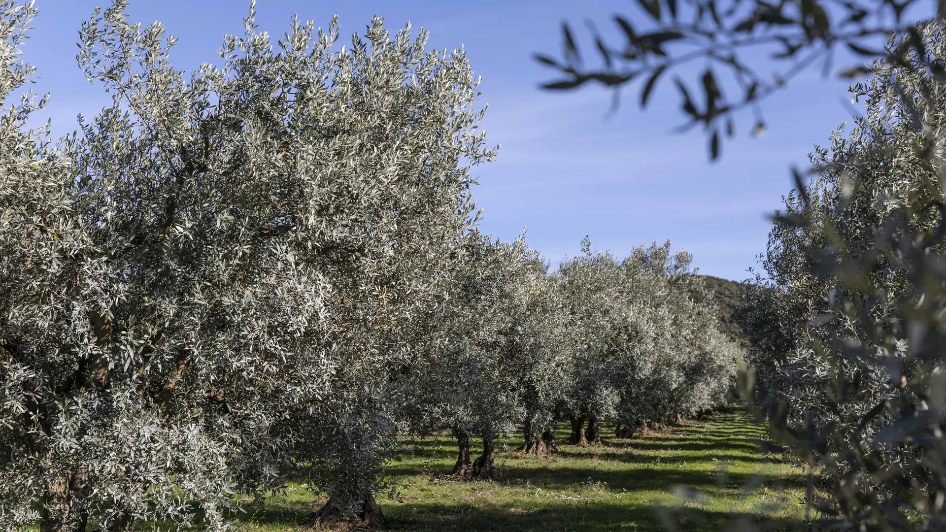 Le sentier découverte du chemin des Oliviers ©Thibaut VERGOZ