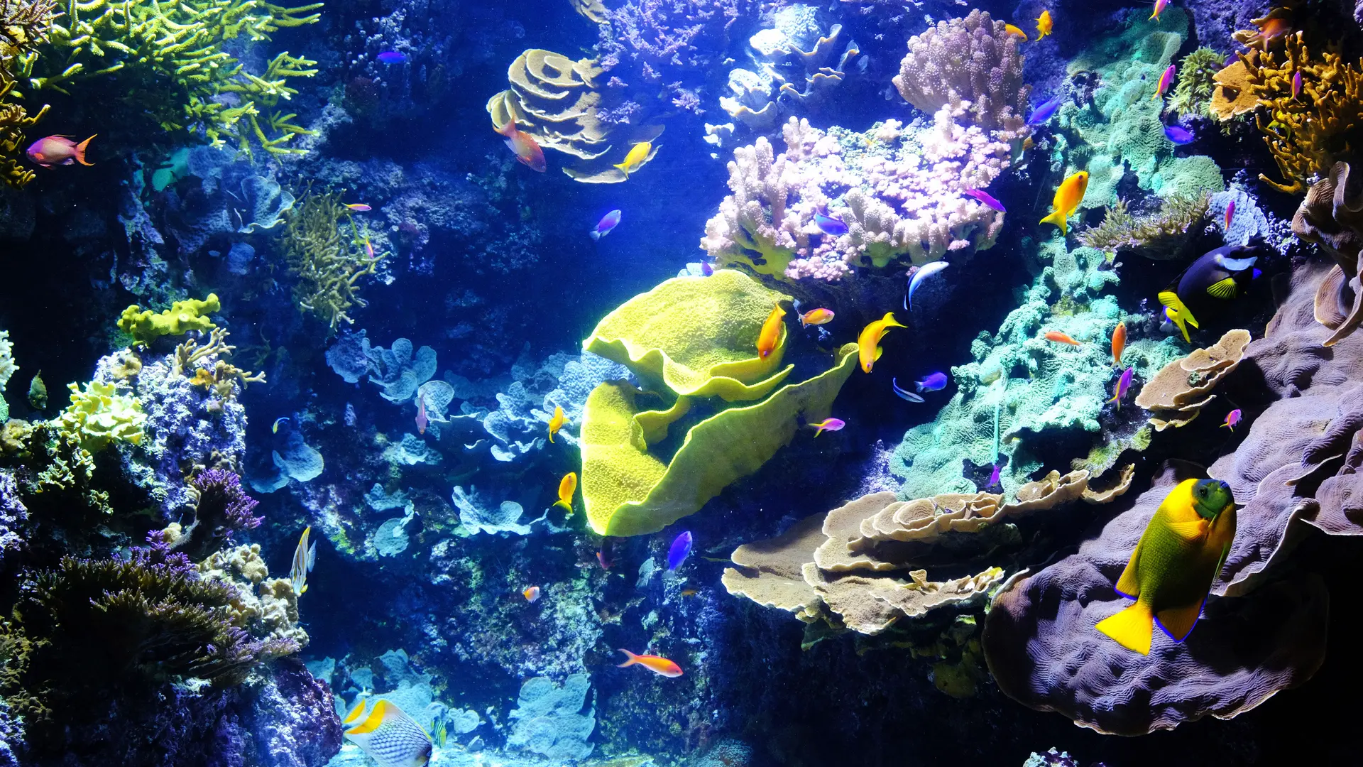 Un acuario con corales y pececitos.