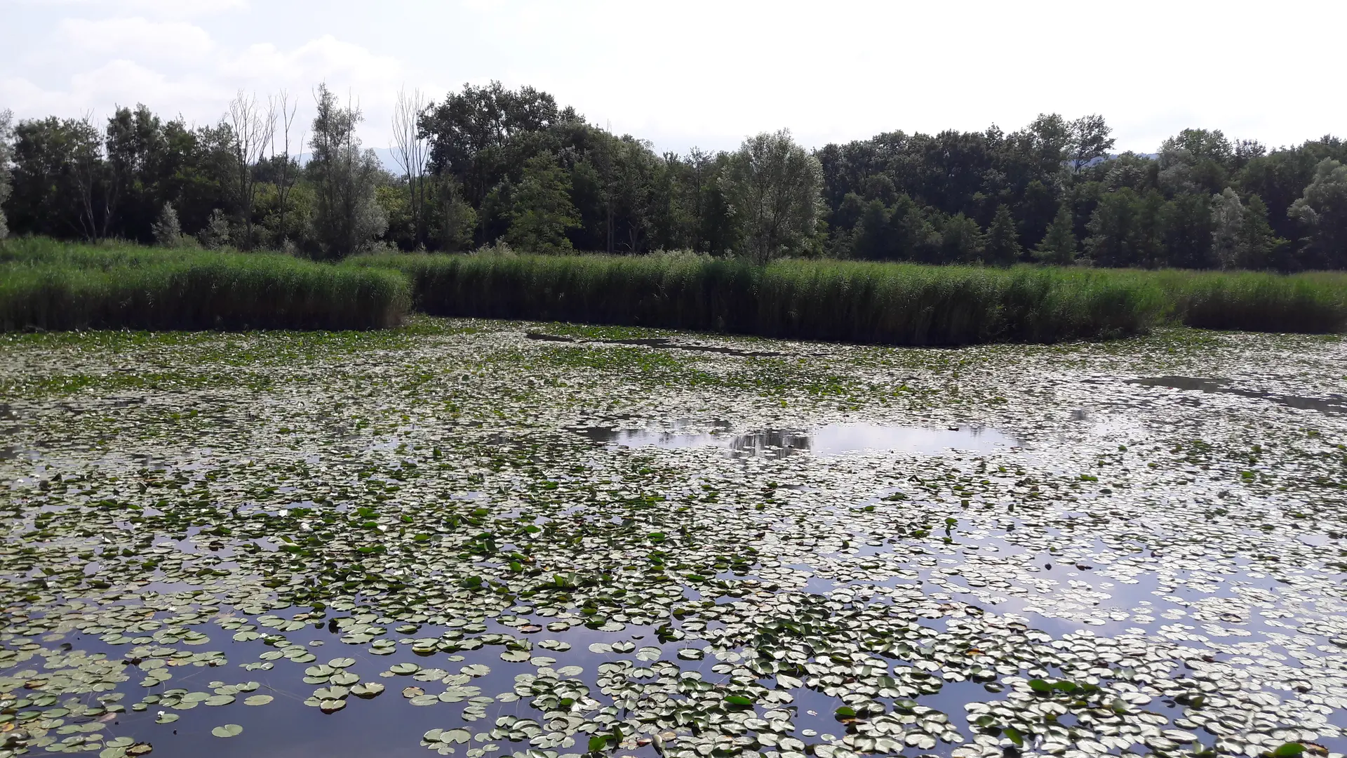 Etangs de Crosagny