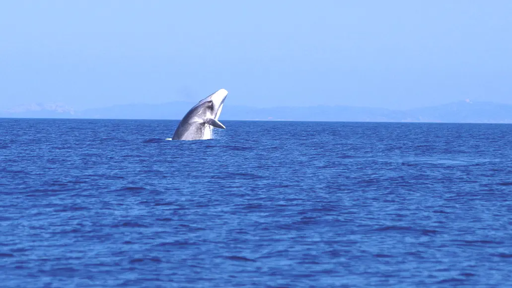 Saut de rorqual commun