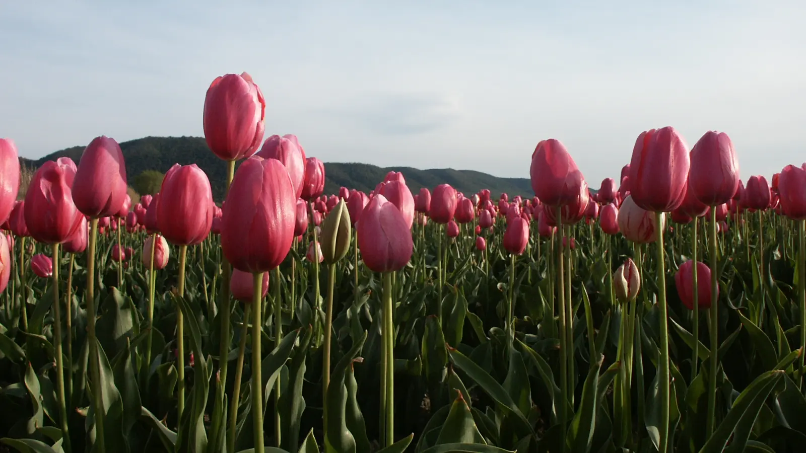 Tulipes