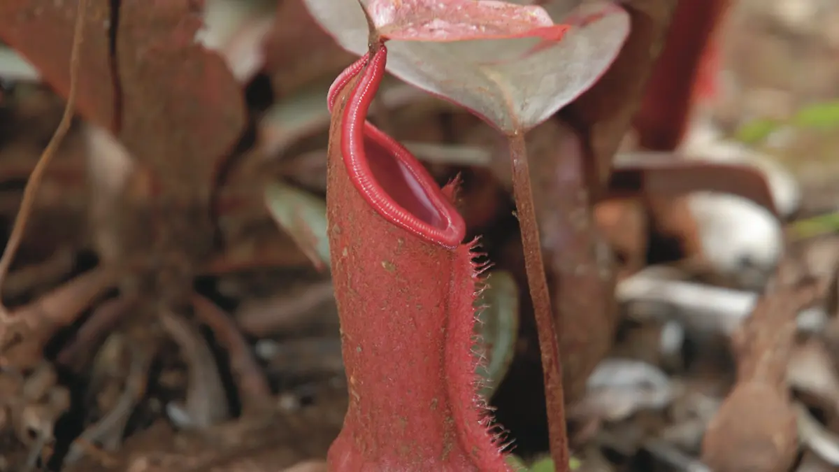 Plante carnivore (Nepenthes)